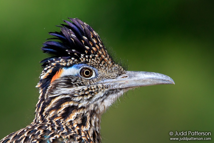 Greater Roadrunner, Big Bend National Park, Texas, United States